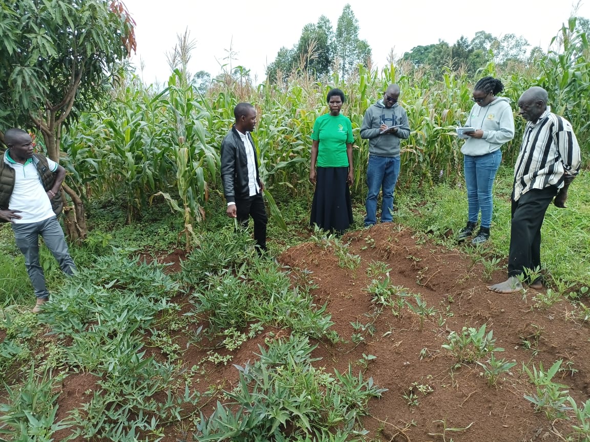 Knowledge Hub for Organic Agriculture inEastAfrica tweet media