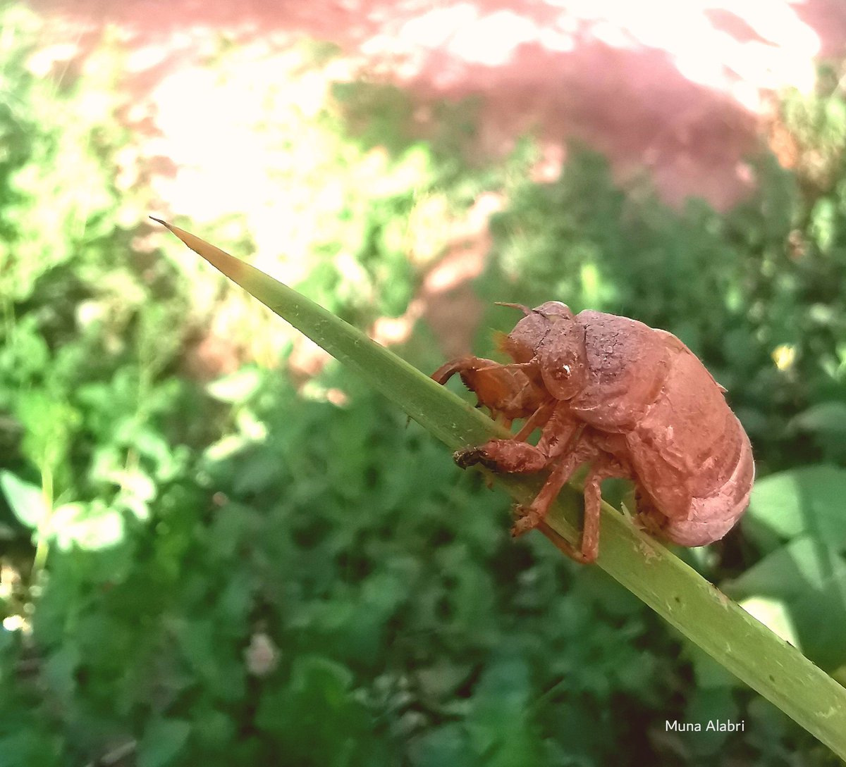 صورة ذو معنيين
١. اذا لم يناسبك الرداء فاستبدله
او ٢. استبدلوك لانهم وجدوا البديل