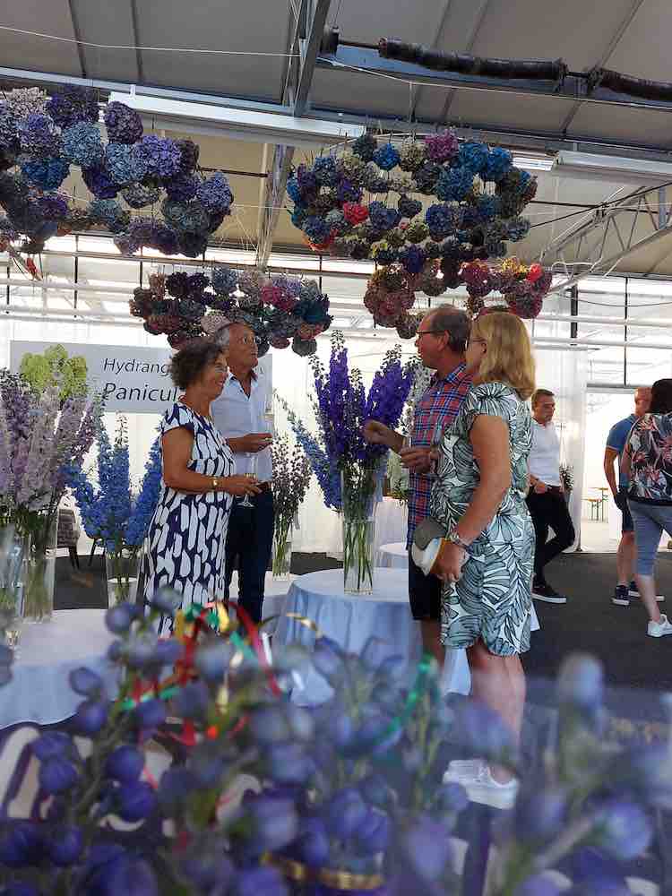 GroenVandaag's tweet photo. Kwekerij De Widel en veredelingsbedrijf @AgriomBreeding doopten 2 nieuwe Dewi-#delphiniums. 
Dewi Purple Smile heeft lange stelen, goedgevulde aren en grote, dieppaarse bloemen met donker hart.
Dewi Violet Smile heeft aan de donkergetinte bloemstelen violet/lila bloemen. https://t.co/59g5K9OdNF