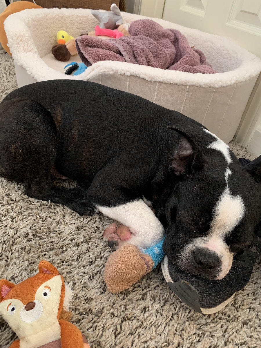 HeatHaze_Gaming's tweet photo. I’ve been trying to decide on a name for this little fellow. Leaning towards Max. He’s skittish, jumps at every noise, while he’ll let me pet him, he runs away sometimes but follows me around and never likes to be far from me. has a tendency to hoard, loves his blanky,socks=toys. https://t.co/04NE2PxS6r