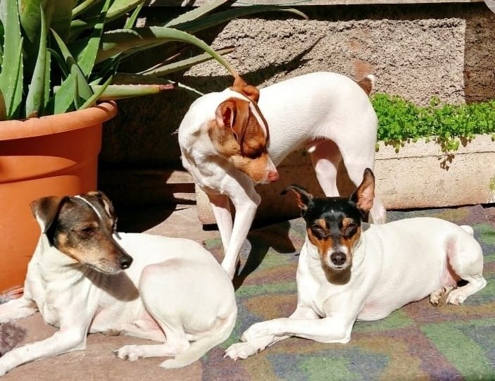 Mis hermosos bebes Charlie Branka y Dorito #MuchoGustoMega #terrierchilenos