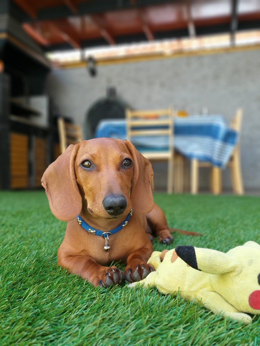 Katheri70852017's tweet image. Como no amar esta belleza #flopy#MuchoGustoMega