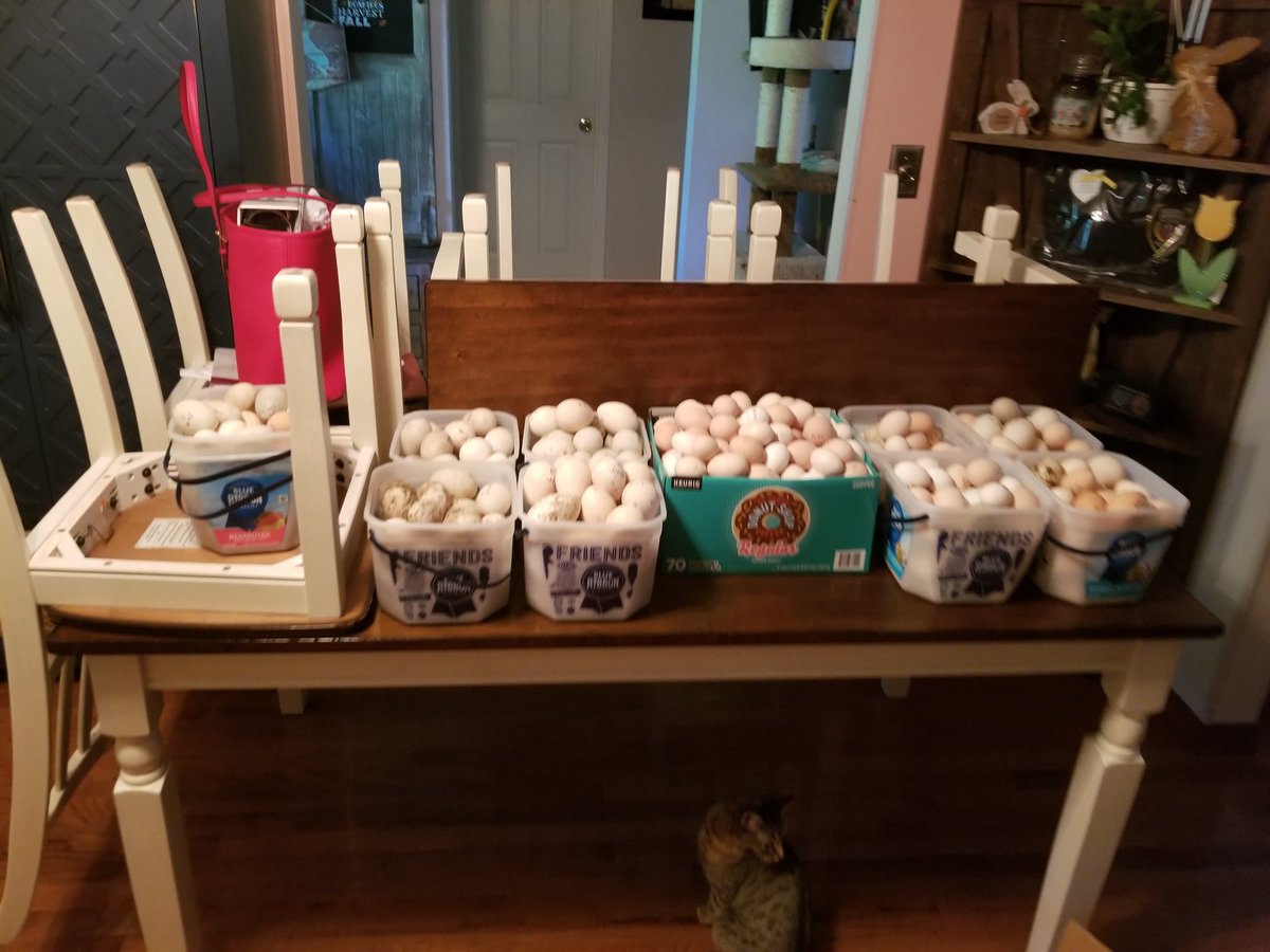 trenskee's tweet photo. Starting to think we should just give eggs away at #packersquackers https://t.co/m4j0LqLQuZ