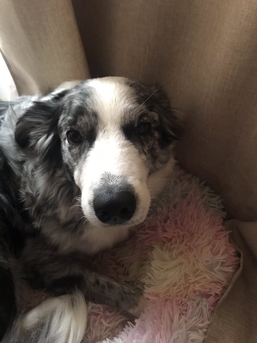 RiadiHamame's tweet photo. Mi perrita alma hermosa durmiendo jajaja #MuchoGustoMega https://t.co/mez6R0SU2y