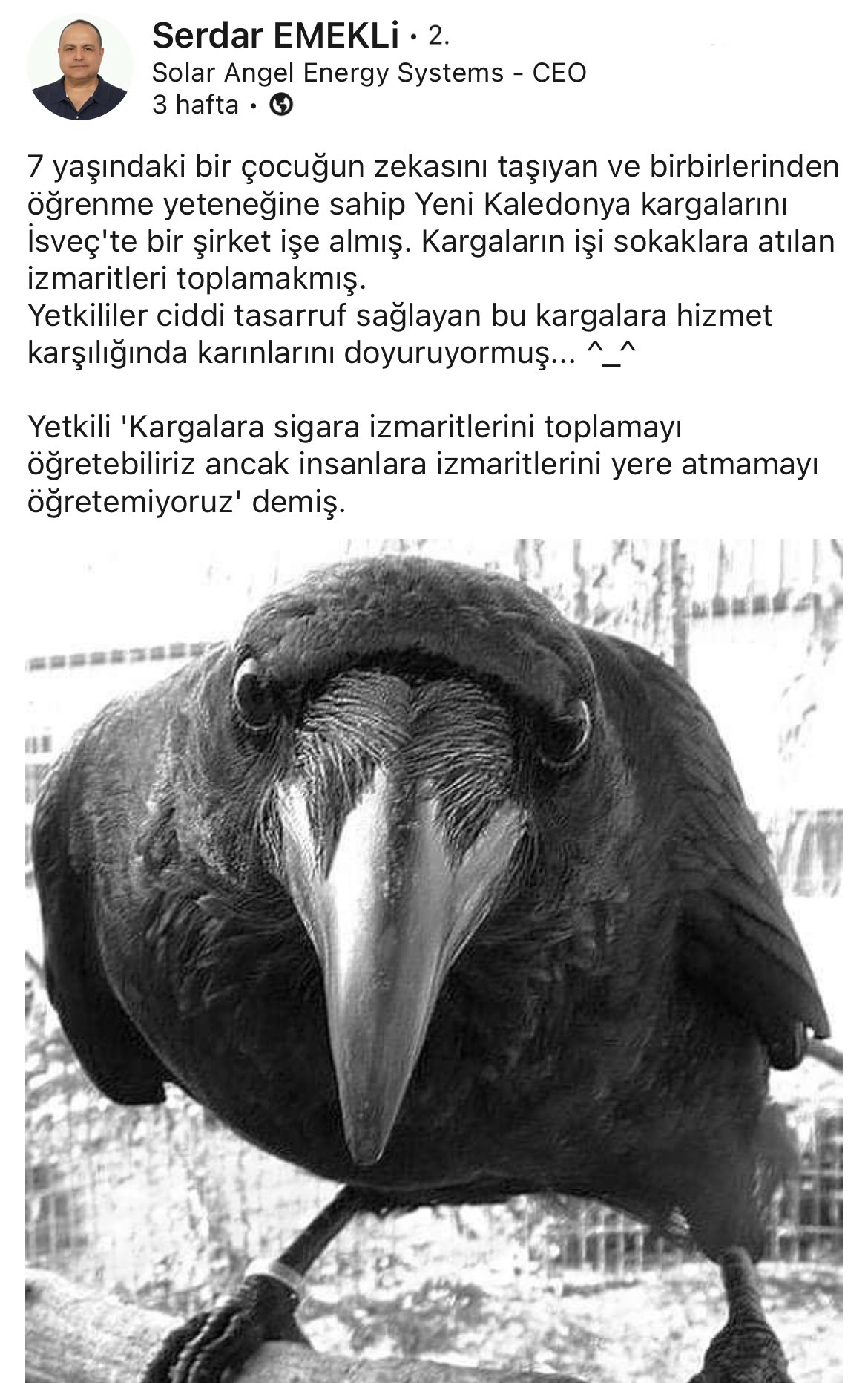 Окольцованная ворона
