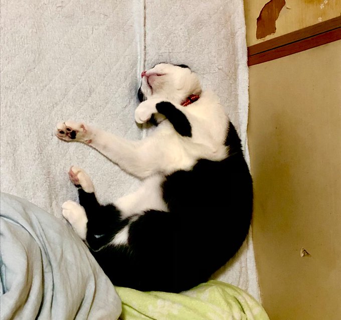 人間以上に布団を満喫してる猫 