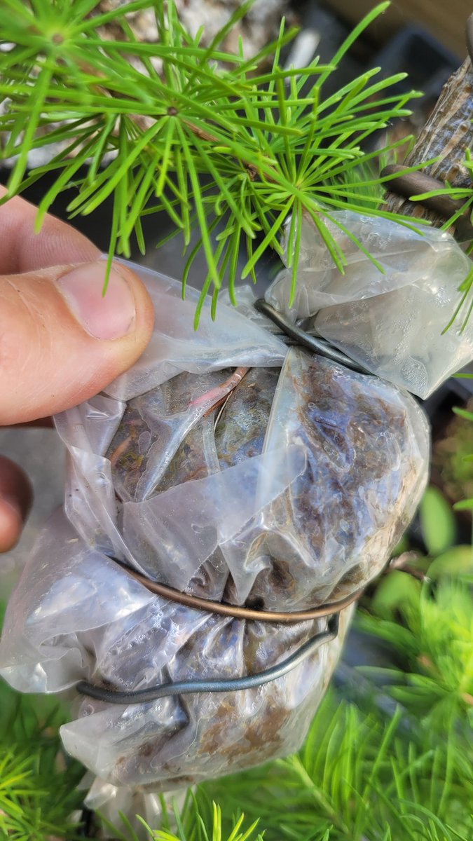 HappyMapleTrees's tweet photo. Eastern larch airlayers update - seeing roots on both & top layer is growing well
Will wait till end of June or July to remove I think
#larch #airlayer #Bonsai #happymaplenursery https://t.co/MgIJ6REenz