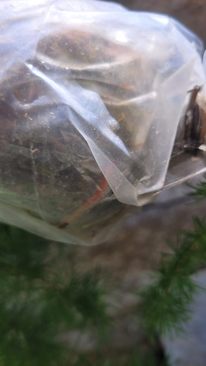 HappyMapleTrees's tweet photo. Eastern larch airlayers update - seeing roots on both & top layer is growing well
Will wait till end of June or July to remove I think
#larch #airlayer #Bonsai #happymaplenursery https://t.co/MgIJ6REenz