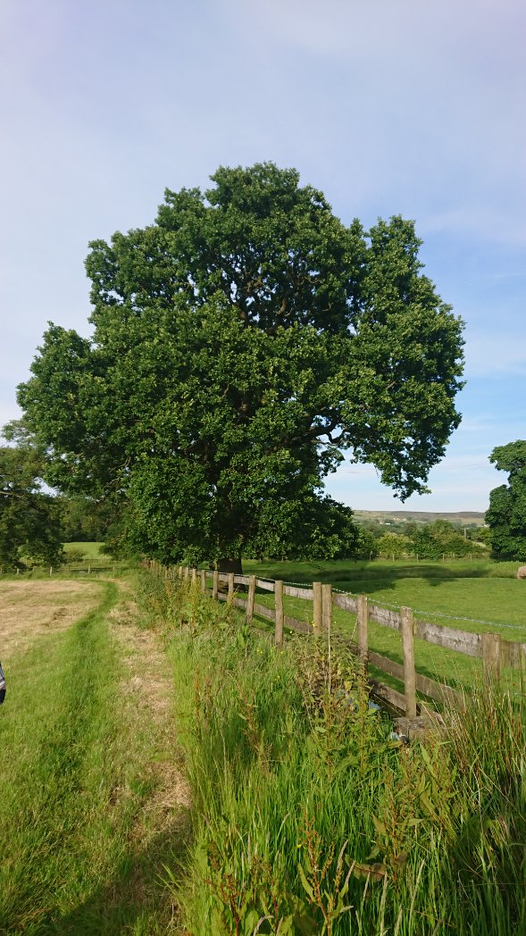 Bambigoesforth's tweet photo. Tree of the Day on the Moorlands Walk near Leek this evening #walking #Staffordshire #LeekWeek https://t.co/yuxRIFH3mn