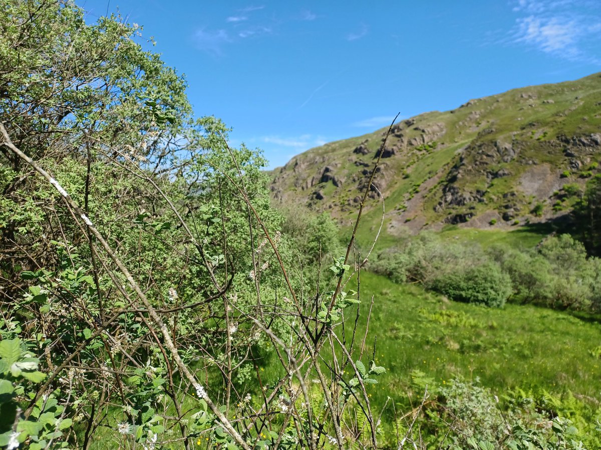 Eadha Enterprises (@eadhaaspen) on Twitter photo Used new DIY willow seed separator for first time on some Eared Willow fluff and seems to work! Thanks to Andrew <a href="/N_T_S/">National Trust for Scotland</a>. Seeds sown at The Zone Dalmellington <a href="/CoalfieldCLP/">Coalfield Communities Landscape Partnership</a> Used new DIY willow seed separator for first time on some Eared Willow fluff and seems to work! Thanks to Andrew <a href="/N_T_S/">National Trust for Scotland</a>. Seeds sown at The Zone Dalmellington <a href="/CoalfieldCLP/">Coalfield Communities Landscape Partnership</a>