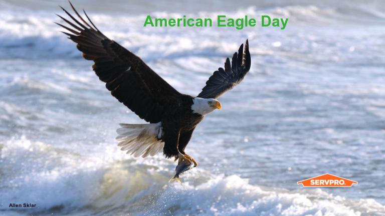 Bald Eagles mate for life and can be seen in Maryland coastal marshes, choosing tall trees to make their nests.
#AmericanEagleDay
bddy.me/3N5QAia