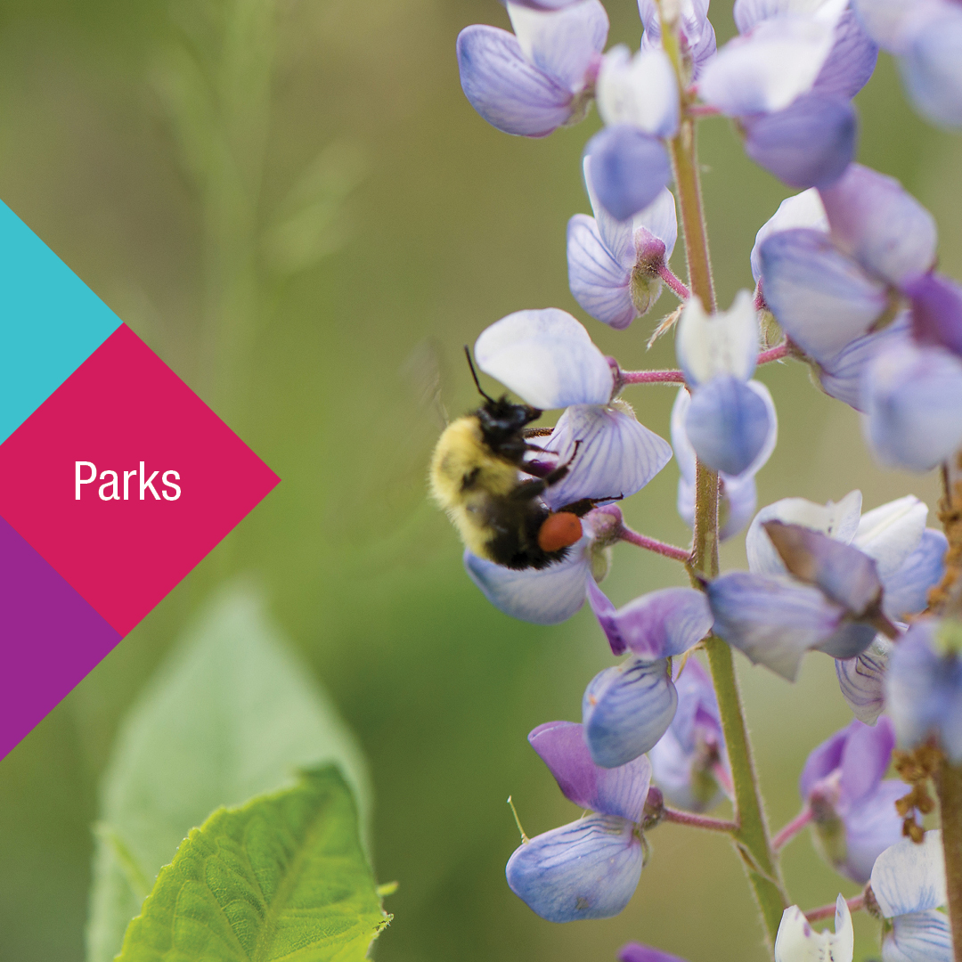 When you live in Toronto, you're living in a city within a park with 1,500+ parks maintained by <a href="/cityoftoronto/">City of Toronto 🇨🇦</a>. They're part of the many services shaped by City Council. On Oct 24 vote in the municipal election &amp; choose your local government: toronto.ca/elections/ #TOVotes22