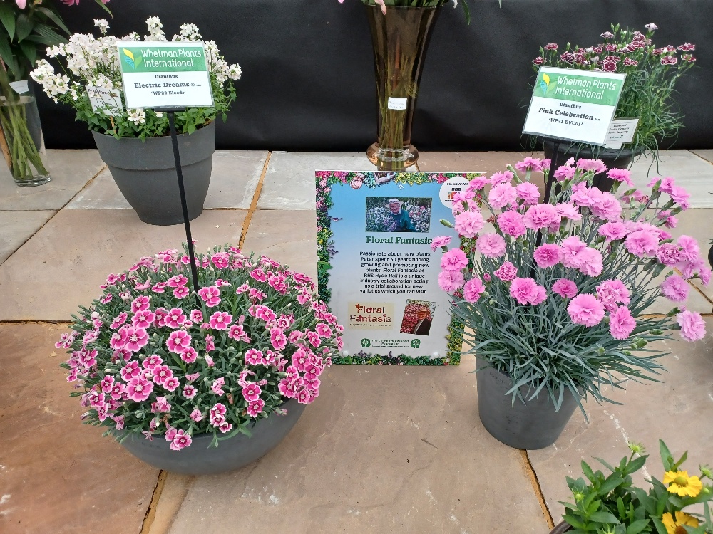whetmanpinks's tweet photo. Our dianthus’ Electric Dreams® and Pink Celebration were chosen as part of a display of new plants on the Peter Seabrook tribute stand at last weeks BBC Gardeners World Live.

#WhetmanInternational #BBCGardenersWorldLive #DianthusElectricDreams #Dianthus #Whetmanpinks https://t.co/MY41fOH6Ob