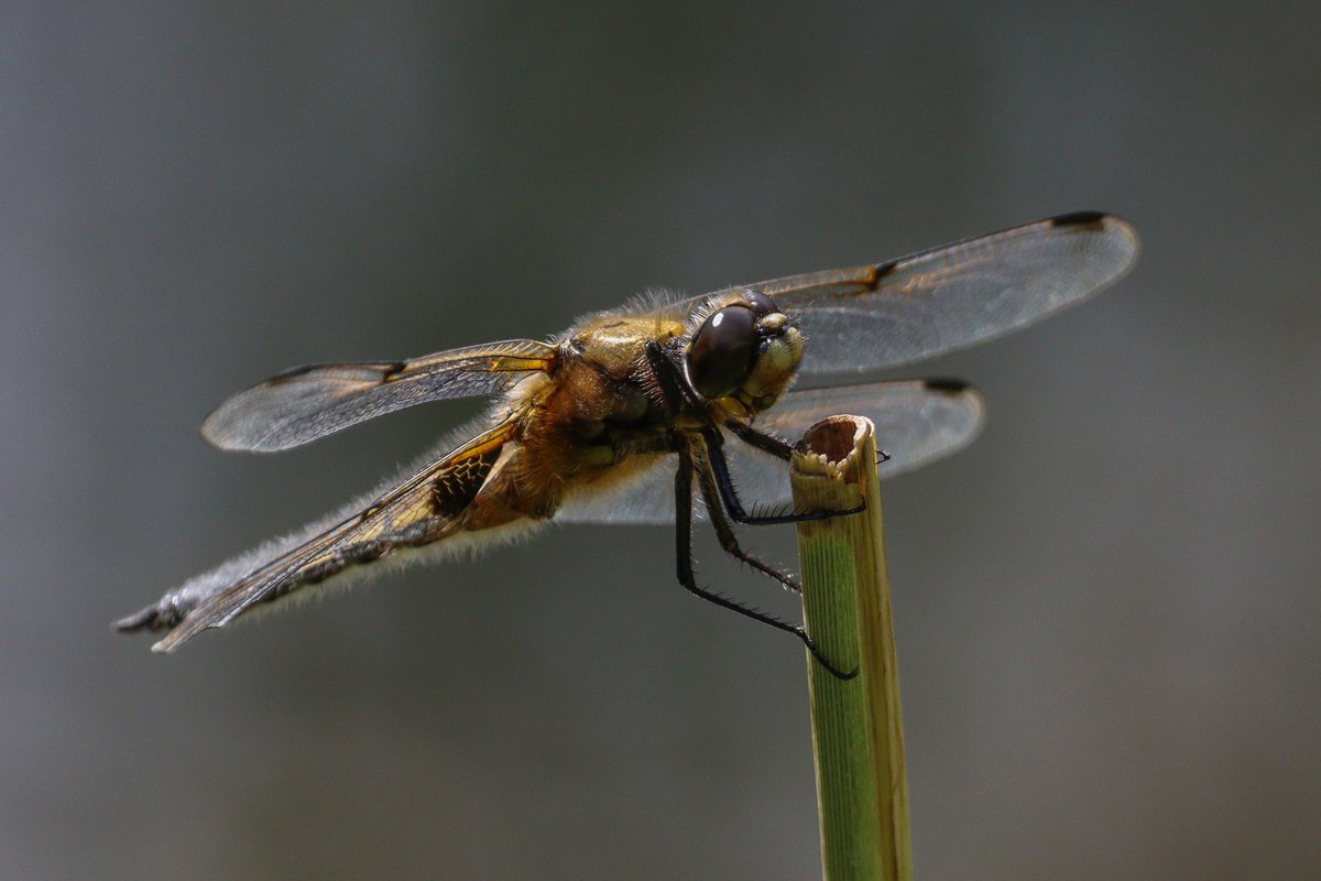 DanSh1elds's tweet photo. Four spotted chaser dragonfly at Moore today
#fourspottedchaser #dragonfly #Moorenaturereserve #moore #Canon90D #Sigma150600 #Sharemysigma #Springwatch https://t.co/rrI0Lu8rKQ