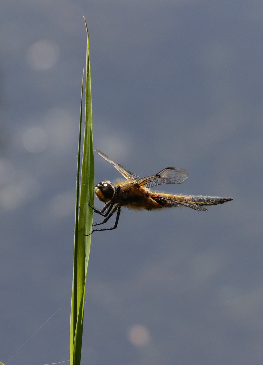 DanSh1elds's tweet photo. Four spotted chaser dragonfly at Moore today
#fourspottedchaser #dragonfly #Moorenaturereserve #moore #Canon90D #Sigma150600 #Sharemysigma #Springwatch https://t.co/rrI0Lu8rKQ