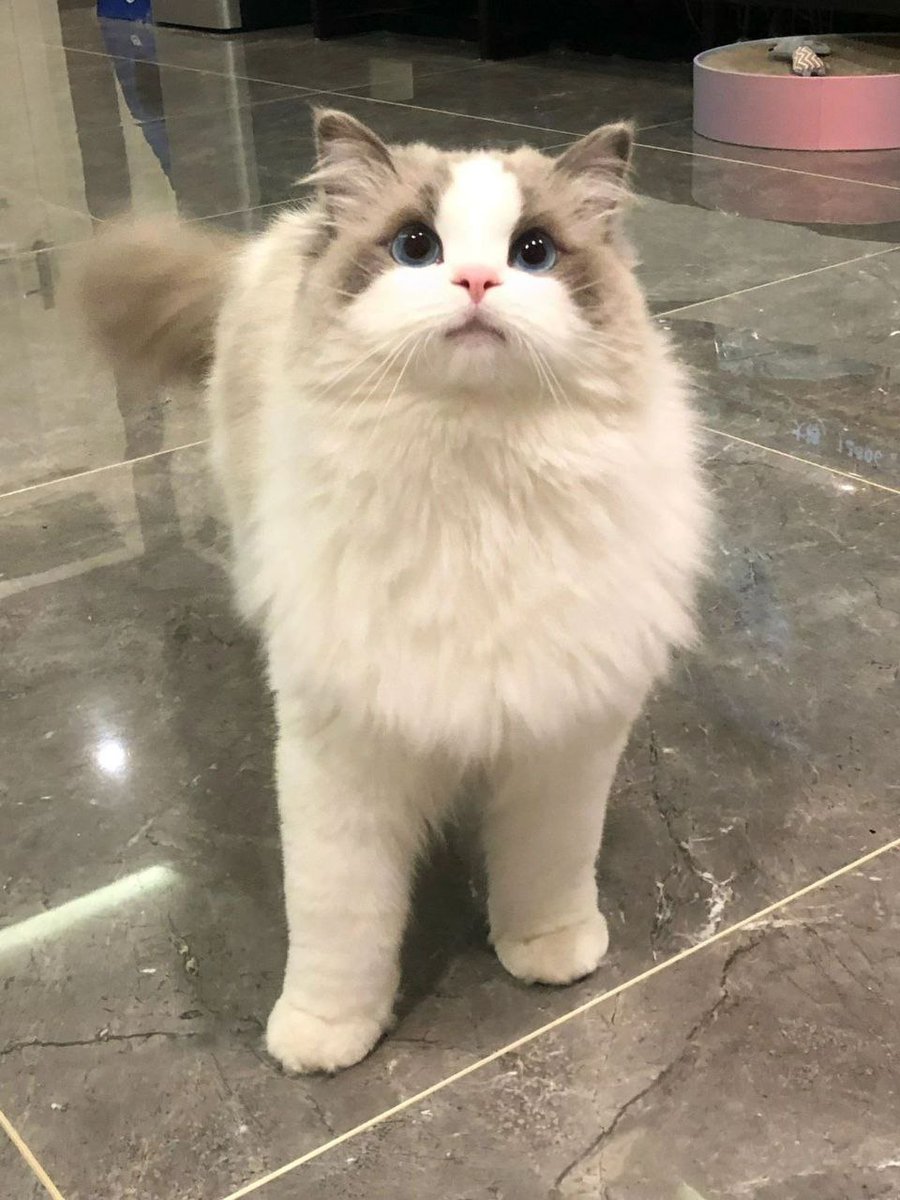 y_xiaoying's tweet image. The harder, the more fortunate😀