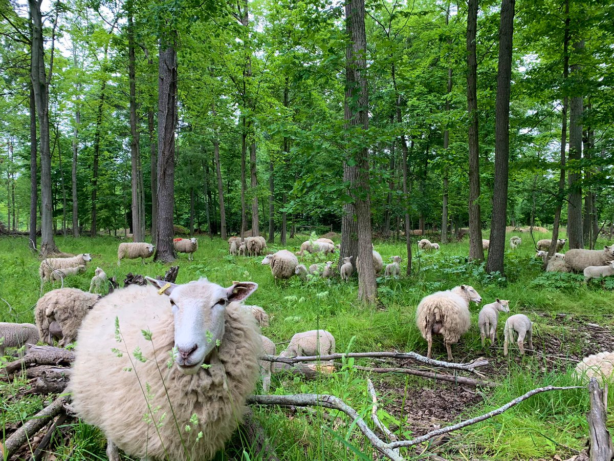 Silvopasture sheep life 🌳🐑🌳🐑🐑
#agroforestry #ontag #ontariosheep #silvopasture