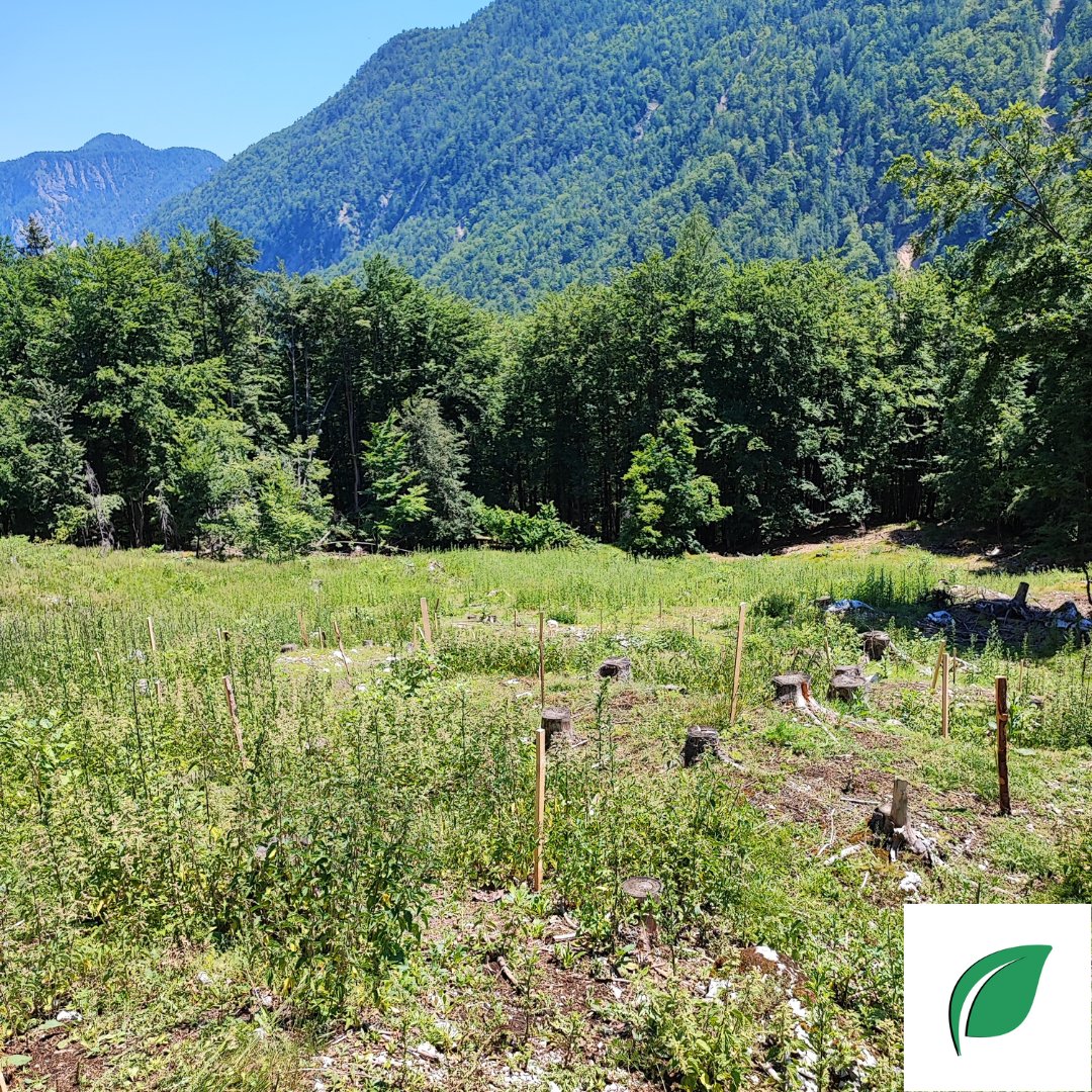 treebity's tweet photo. 🌲GREEN NEWS🌲
Project @treebity just planted 1000 trees 👏🍃
.
That is our start that shows what we @treebity are all about.😎
.
What now? New post coming soon💪
#planting #trees #Tree #treelover #TreeClub #treebity #Crypro #CryptoCommunity #Cryptocrash #BNB #achived #FYP #goal https://t.co/L8UY5q9VJv