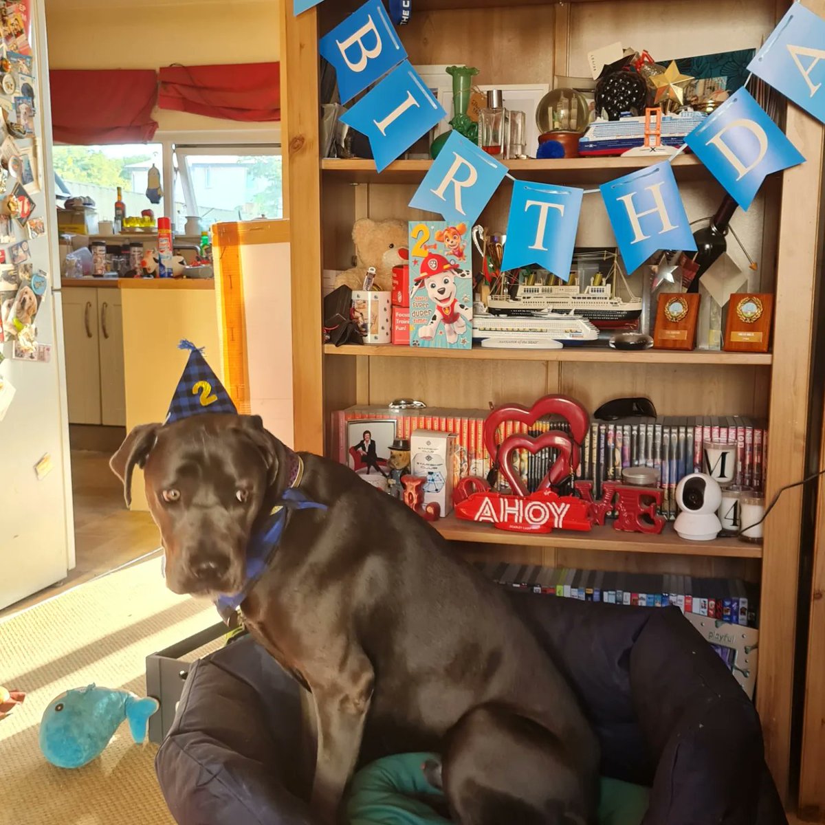 I is da two... da terrible twos!! <a href="/ScouseB/">Stan K. Sandland-Owens</a> <a href="/scouseleder/">Martin Sandland-Owens</a> <a href="/DT_Merseyside/">Dogs Trust Merseyside</a> <a href="/DogsTrust/">Dogs Trust 💛🐶</a> #dogsoftwitter