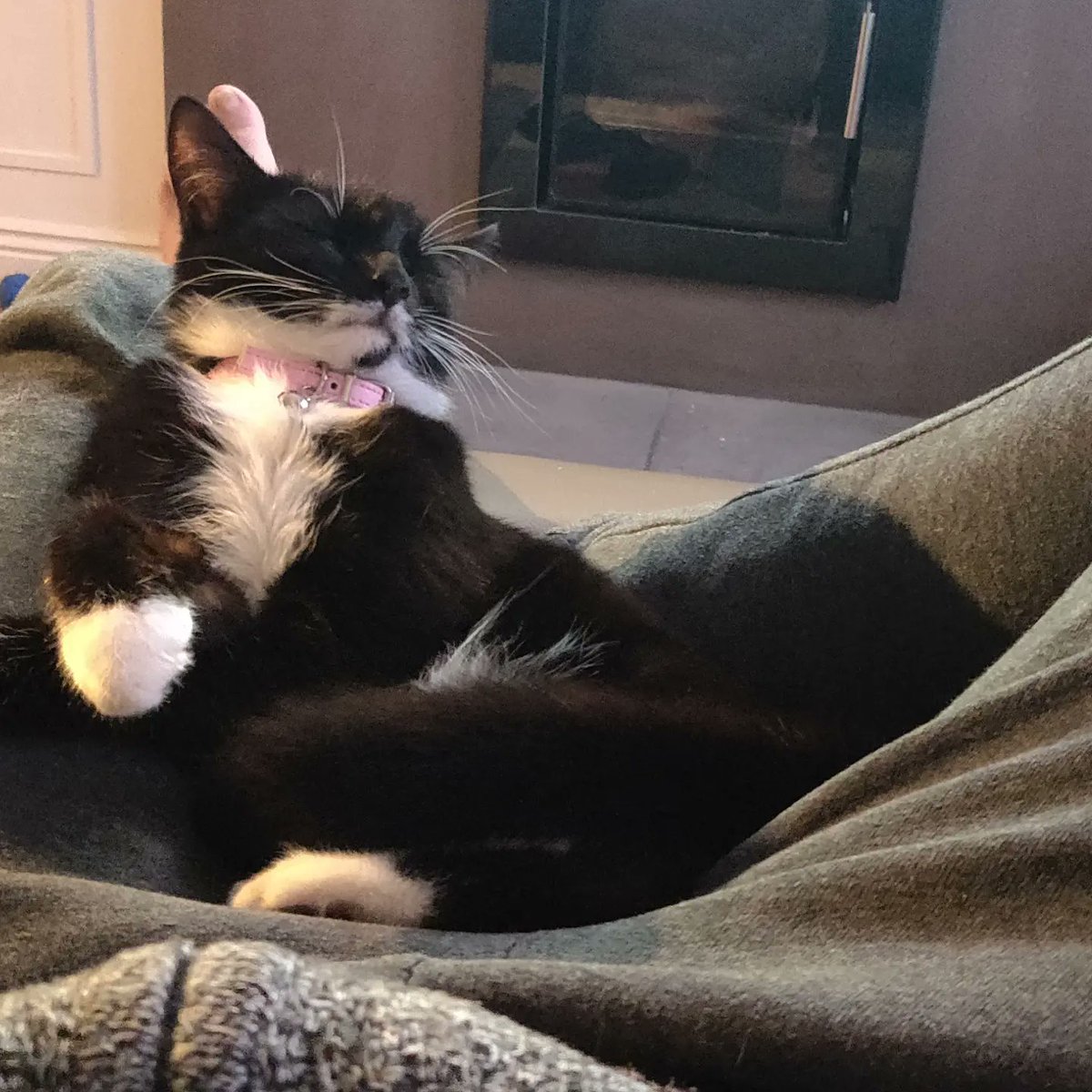 timcoggin83's tweet photo. We are missing our beloved cat Minnie, last seen 17 june Collinswood estate, Beaumont, Dublin 9. Minnie is a black &amp; white short haired female with pink collar &amp; bell. She is spayed &amp; not microchipped. Very friendly. If anyone has seen her please call or text 0861237453 https://t.co/62YmTN2f5M