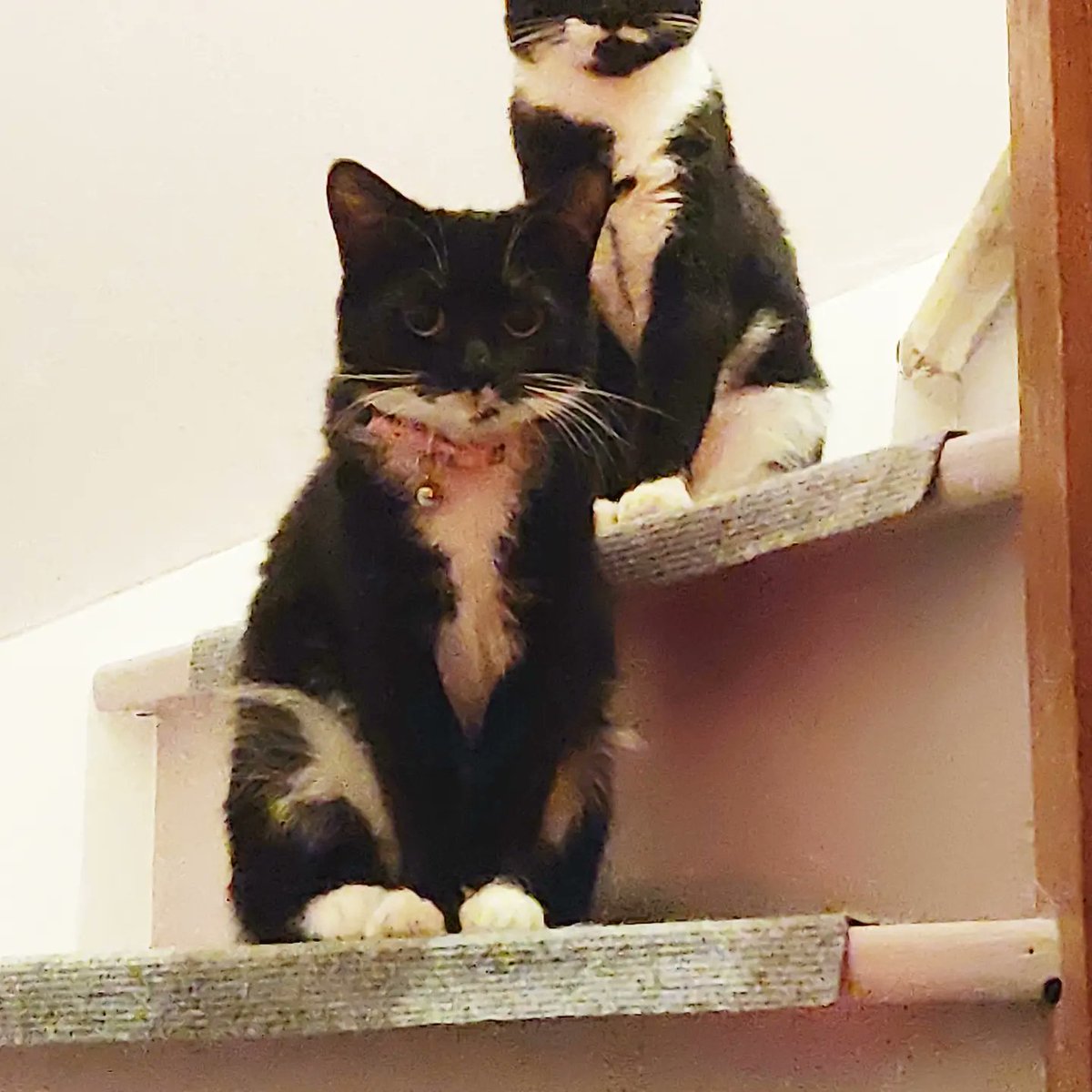 timcoggin83's tweet photo. We are missing our beloved cat Minnie, last seen 17 june Collinswood estate, Beaumont, Dublin 9. Minnie is a black &amp; white short haired female with pink collar &amp; bell. She is spayed &amp; not microchipped. Very friendly. If anyone has seen her please call or text 0861237453 https://t.co/62YmTN2f5M