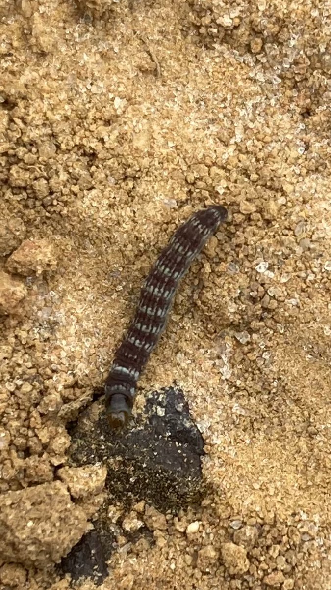 cook_ag's tweet photo. Lesser cornstalk borer (LCB) larvae and silk tubes in peanuts. Hot dry weather and skippy stands work in their favor. https://t.co/uI7VperYle