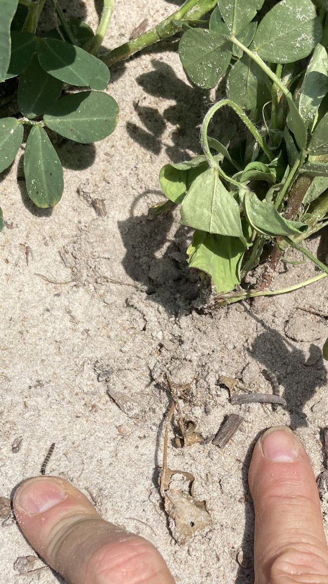 cook_ag's tweet photo. Lesser cornstalk borer (LCB) larvae and silk tubes in peanuts. Hot dry weather and skippy stands work in their favor. https://t.co/uI7VperYle