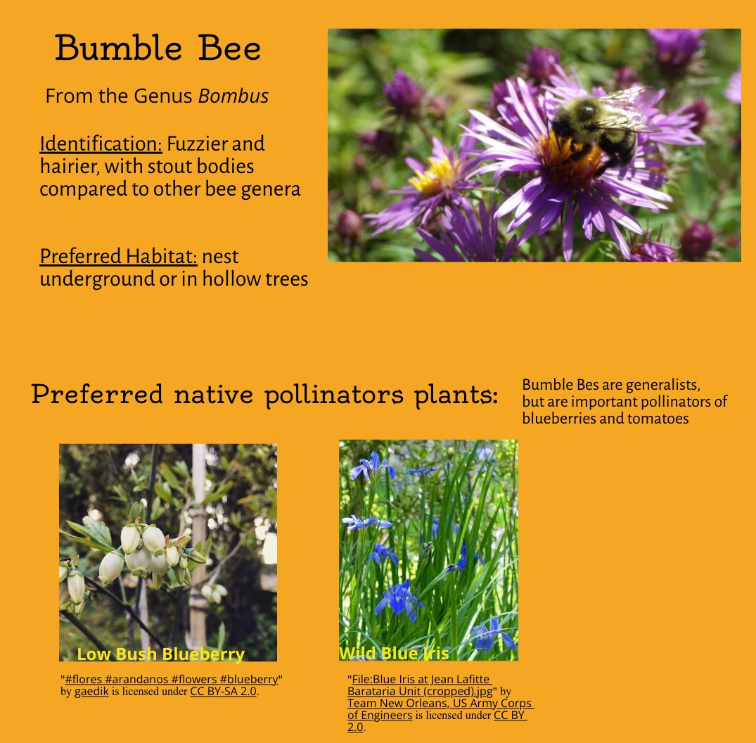 SSEA_SSRAP's tweet photo. It's National #PollinatorWeek! Meet #pollinators you may encounter in the Severn Sound area, &amp; see what plants they like to use for food. Support pollinators by planting #nativeplants, leaving patches of bare soil &amp; providing water sources. #pollinatorpartnership #beecitycanada https://t.co/yZdgyFDuaT