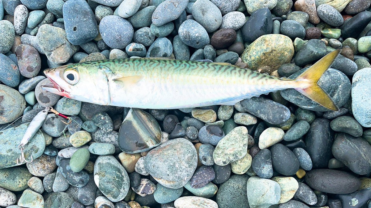 angler__YU's tweet photo. サーフに行ってきた🌊先日の釣行🎣SLSロッドで久しぶりに小型青物の数釣りが楽しめました🤣🤣🎣やっぱりアタりが多いと楽しい😎

#ワカシ
#サバ
#ギャロップアシストロングキャスト
#メタルエフェクト https://t.co/lIBjuh1egv
