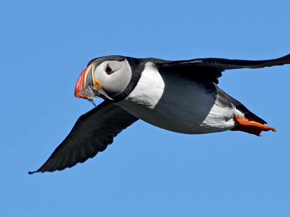 DoolinFerry's tweet image. Puffin Fact 💡

Puffins are fab flyers, flapping their wings up to 400 times a minute and speeding through the air at up to 88km an hour. Wow!

6 sailings to the Cliffs of Moher daily ⛵️

🎫 Book online here: bit.ly/3hfYrNf

#DoolinFerry #AranIslandsFerry #Doolinferryco