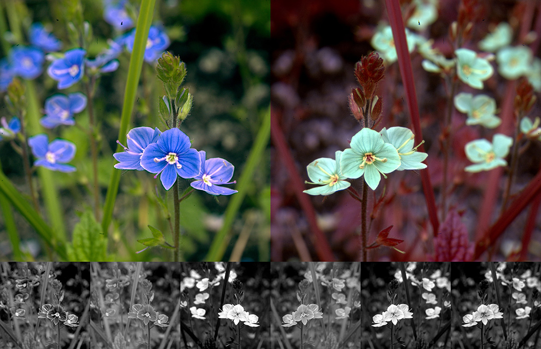 EdenProject's tweet photo. Ecologist @jTroscianko from @UniofExeter @UniExeCEC captured blooms in the new #PollinatorPathmaker garden at Eden, showing how plants look to humans (left version) and honeybees (right version) 🐝🌸
Find out more about @Pollinator_Art at https://t.co/FJFLUcvGuB 🦋 https://t.co/7MC3zf2FDV