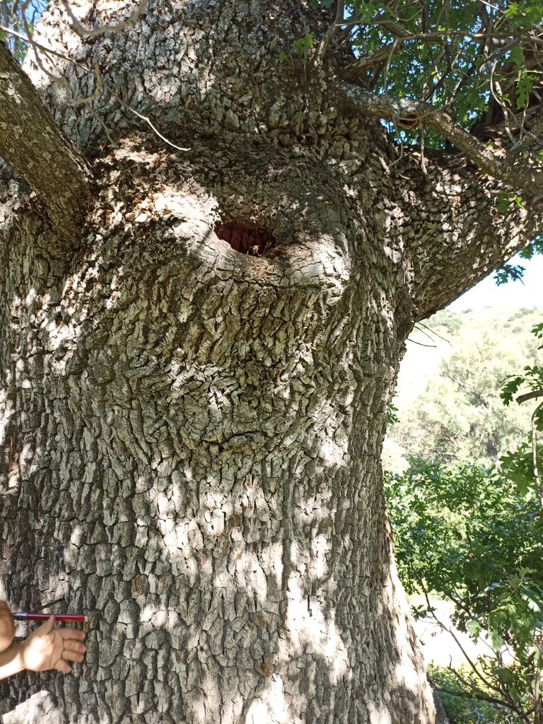 Özel bir hikayeye sahip anıt ağaçlarla sizleri tanıştıralım. Erzincan’da bulunan bu meşeler yaklaşık 600 yaşlarındalar. Yerel halk ağaçlara Ziyaret Paludu ismini vermiş.

Köylülerin bu kadim ağaçlar hakkında anlattıkları ilginç bir hikayeyi de sizlerle paylaşmak isteriz.