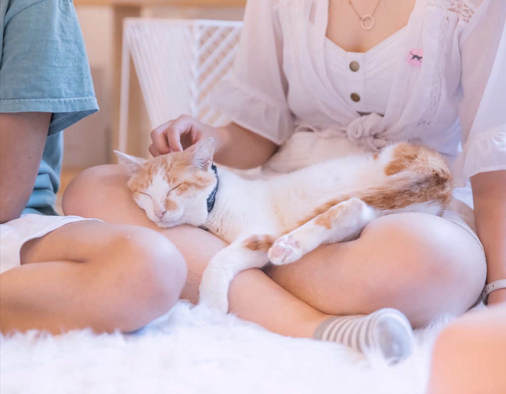 Meet our big baby Smidgen! He happens to be the oldest cat staying with us, but that doesn’t mean he acts his age.

Smidgen is a three-legged cat, who comes  from Thailand and loves being held.

Come say hi to Smidgen by using the link in our bio.