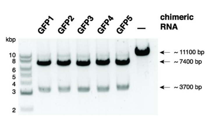 changhaohe42's tweet photo. Can't miss this one! Another great example of #singleplot - the era of #CRISPR started from here. DOI: 10.1126/science.1225829 https://t.co/YmBqN3lcGs