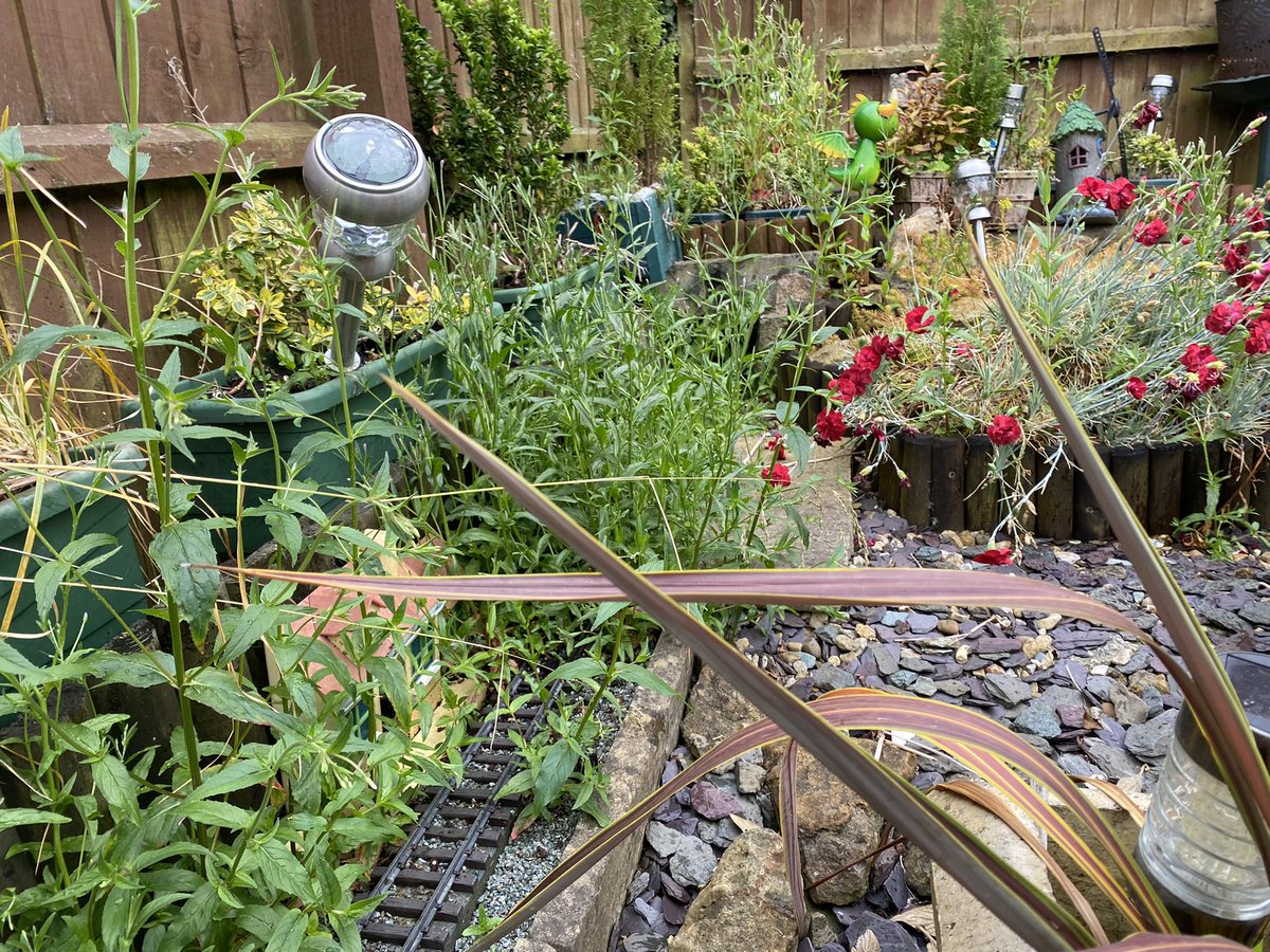 Staplefordtrain's tweet photo. Anyone got the number for @networkrail vegetation clearance gang 😳😉 #gardenrail https://t.co/900o5taDlv