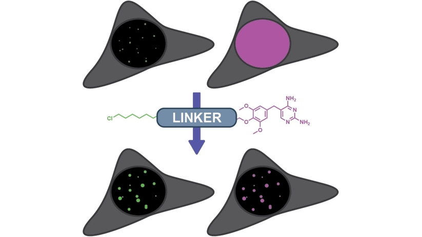 ChemBioChem's tweet photo. A General Strategy for the Design and Evaluation of Heterobifunctional Tools: Applications to Protein Localization and Phase Separation (Zhang, Chenoweth) @lab_zhang @CarnegieMellon @DMChenowethLab
 https://t.co/e80KdRs5cI https://t.co/C38cUzpAWV