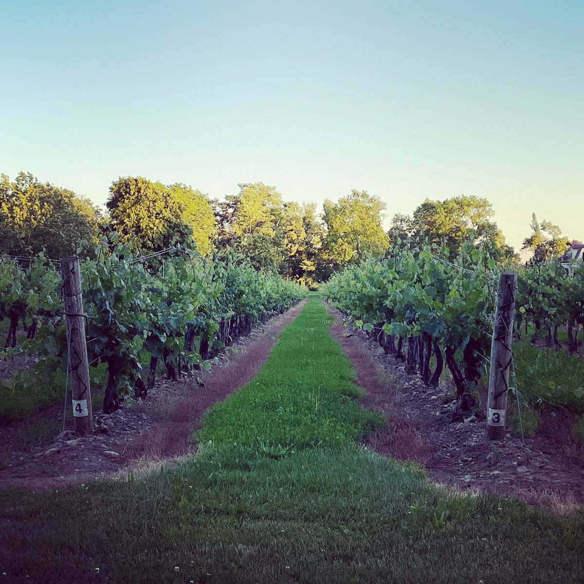 countytshirts's tweet photo. Wine country! Who hit up a winery (or 2!) this weekend?! Where did you go? So many awesome choices in the County!
#pecwine #pec #princeedwardcounty #thecounty #countyup #visitthecounty #visitpec https://t.co/OGOx90pnbm