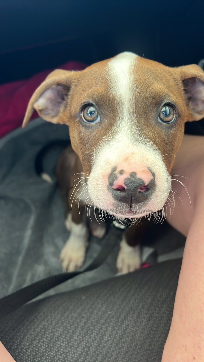 modo_baggins's tweet photo. The cutest boy in the whole world 🥺 @Dakovid19 https://t.co/Uz08rxFB9c