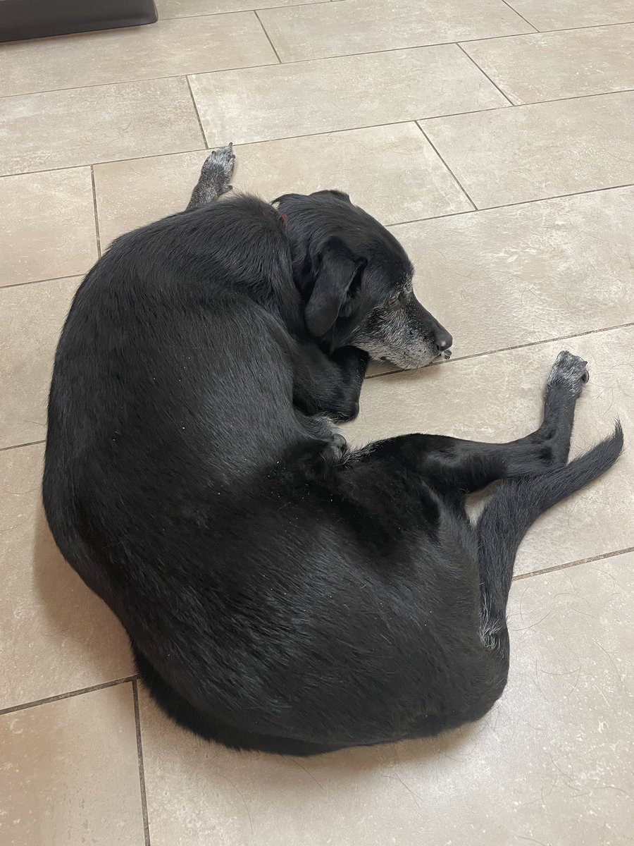 CogsDogs's tweet photo. By how relaxed she is, you would never know we were at the vet. Just a simple check-up to help her with her old lady probs. ๐ฅฐ
Thank you @ChalcoHillsVet for always taking such great care of our fur babies. Bonnie loved everyone! ๐
#vetcheckup #dogs #seniordogs #oldladyproblems https://t.co/TOXNHCi1q1