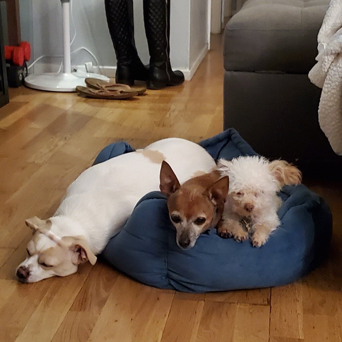 bernzpeed's tweet photo. @alcesanna @Chewy Wow!  I've ordered once from them, I think pee pads.  I wish they had my dog's food or equivalent.  They have been on @Orijen and @Annamaet since they were young but now they're 14 (3lbs and 10lbs)and our youngest is turning 5 (25 lbs, yeah he's our piglet).  
Sorry for the lost. https://t.co/KTrnd0gQ4H