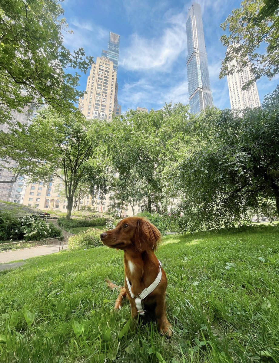 GM from Central Bark, I mean Park