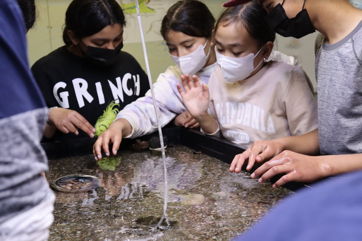 CIMI_Science's tweet photo. During invertebrate lab, students have the opportunity to explore our touch tanks! For example, they can feel the spiny skin of the animals in the phylum echinodermata, like the sea urchin! 🤓 🐙 🐌 🐚 #cimiscience #invertebrates #touchtanks #seahares #seaurchins #marinescience https://t.co/77Tlw36EUT
