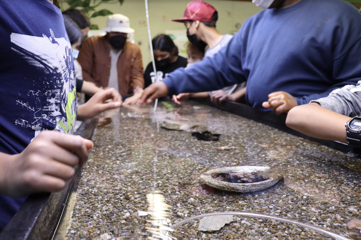 CIMI_Science's tweet photo. During invertebrate lab, students have the opportunity to explore our touch tanks! For example, they can feel the spiny skin of the animals in the phylum echinodermata, like the sea urchin! 🤓 🐙 🐌 🐚 #cimiscience #invertebrates #touchtanks #seahares #seaurchins #marinescience https://t.co/77Tlw36EUT