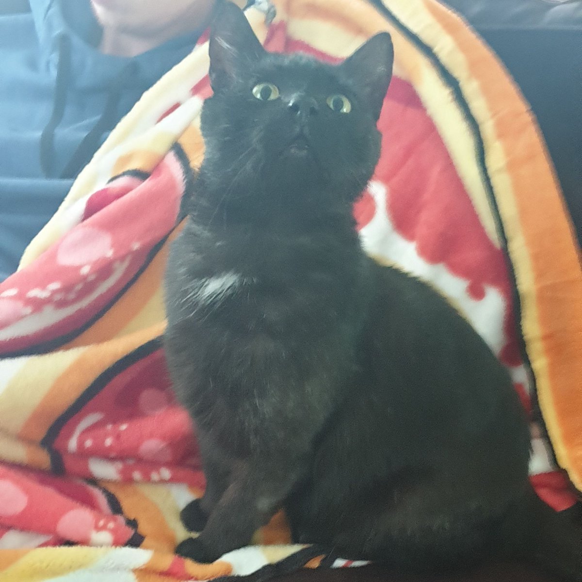 Snuggled up in pizza! Purchase a pizza blanket from our store today. 100% of the proceeds go to the Because of Zane Organization.
