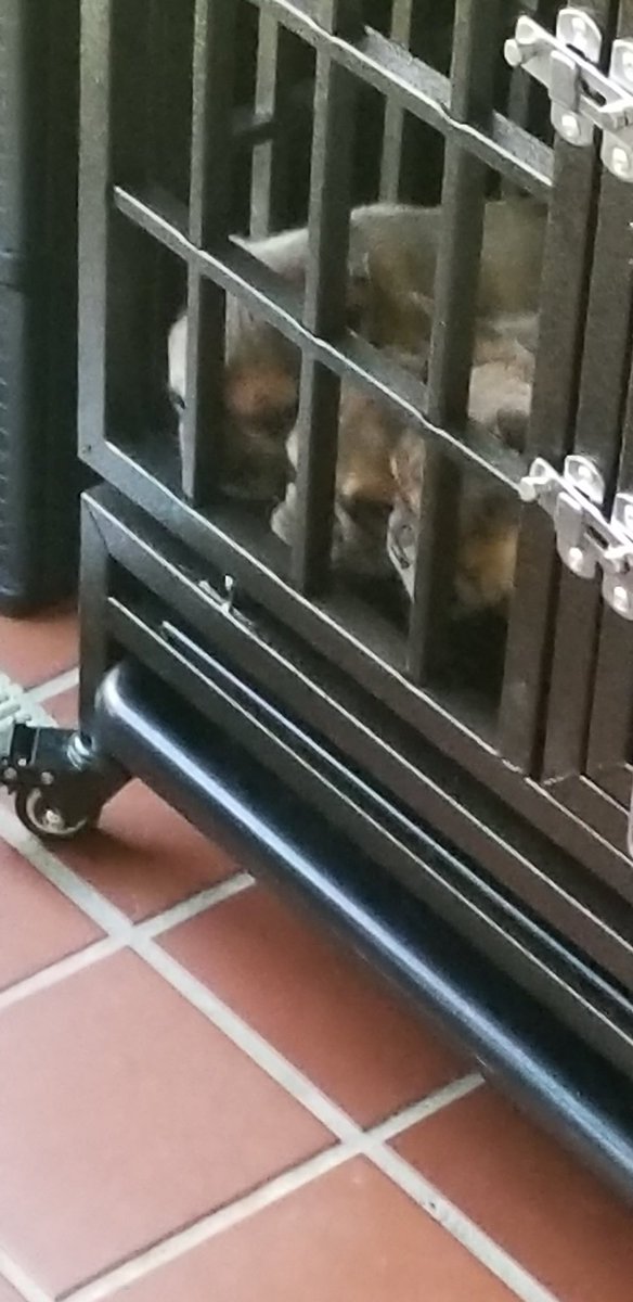 erikhale21's tweet photo. Puppy overload cuteness https://t.co/2bWcQF5lBY