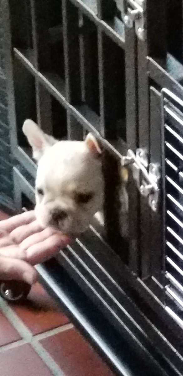 erikhale21's tweet photo. Puppy overload cuteness https://t.co/2bWcQF5lBY