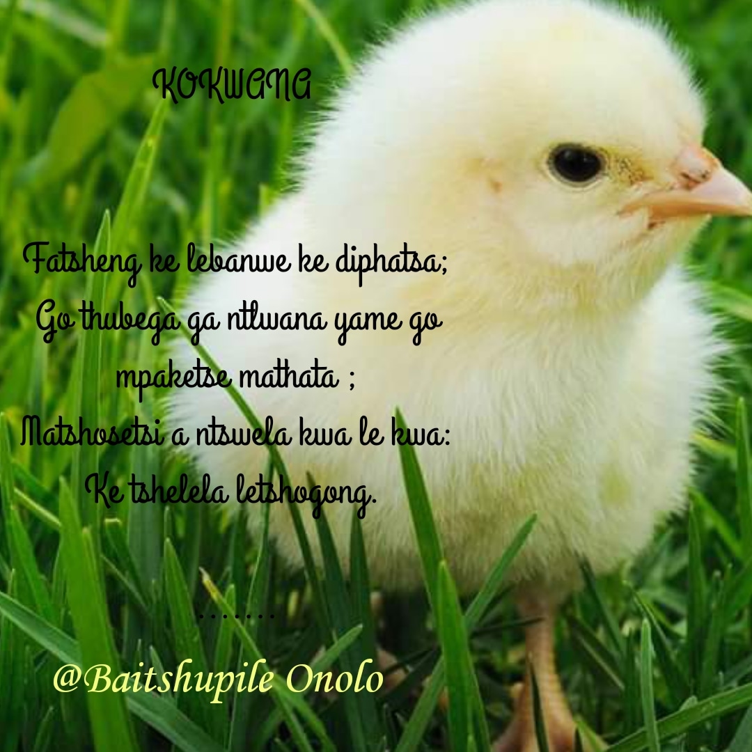 wsa_b's tweet photo. KOKWANA

Fatsheng ke lebanwe ke diphatsa;
Go thubega ga ntlwana yame go mpaketse mathata ;
Matshosetsi a ntswela kwa le kwa:
Ke tshelela letshogong. 
...

@Baitshupile_Onolo

 For full piece>>>>>>>
https://t.co/RokfiygNXe https://t.co/2nW0HXxQup