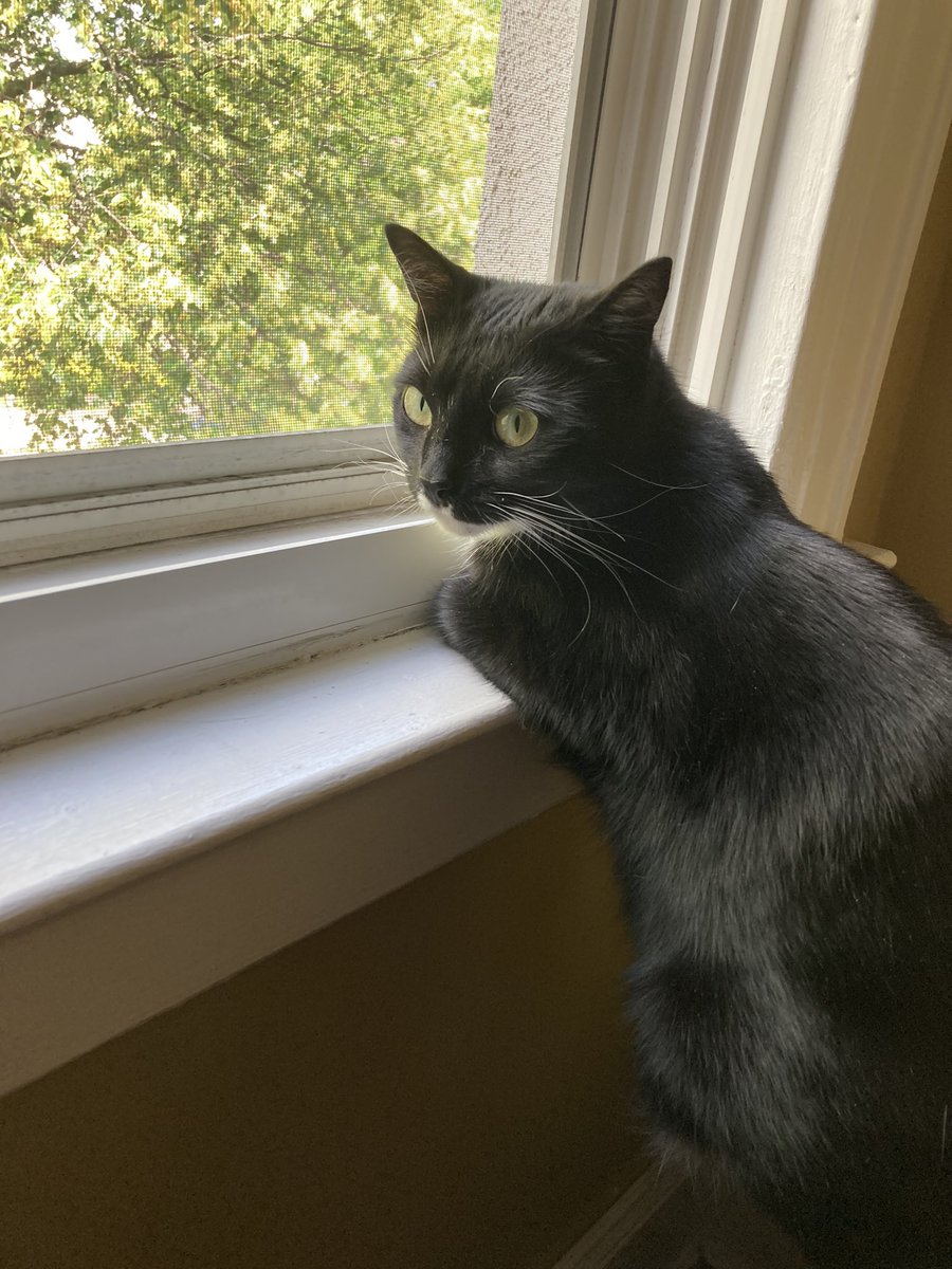 DapperGirlCat's tweet photo. The streets of NYC are safe with me keeping watch…😎#CatsOfTwitter #CatsOnTwitter #OneCoolCat https://t.co/4ozqlQPMhu
