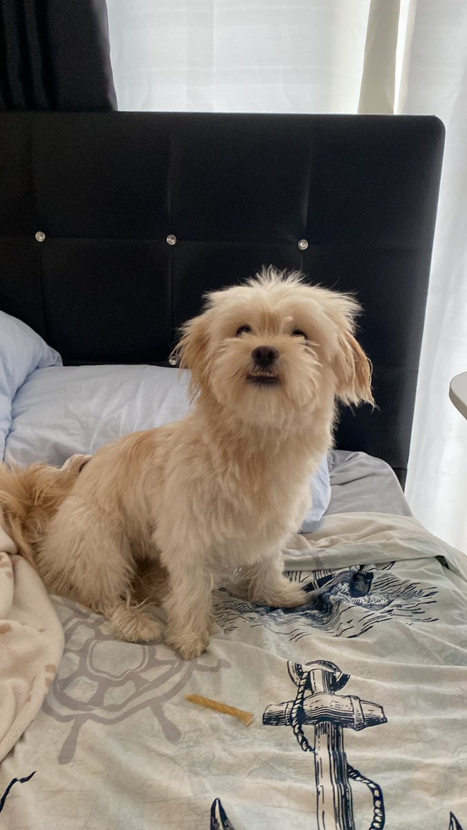 Bıcı bıcı yaptım ayıya benzedin dedi annişim doru mu