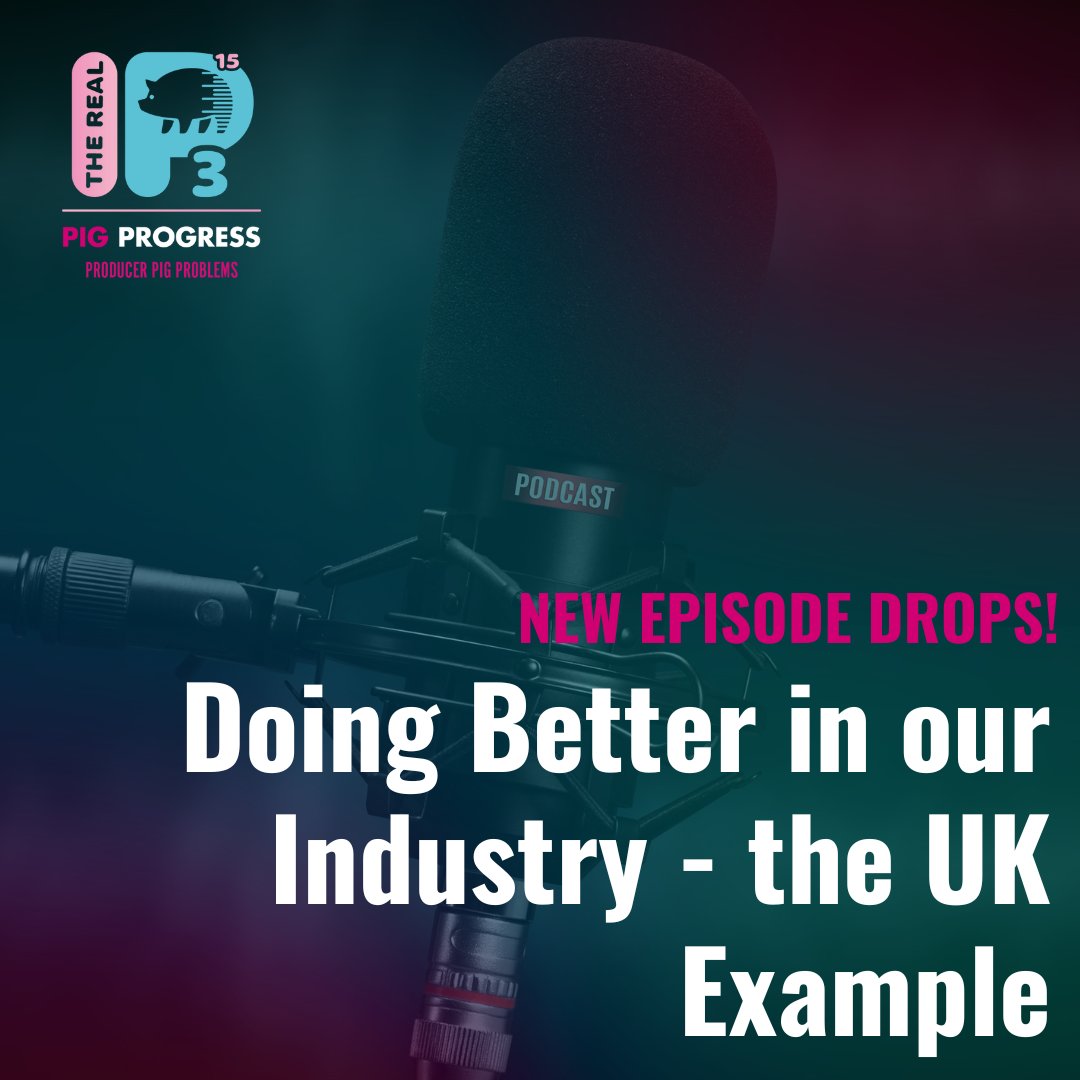 RealP3Podcast's tweet photo. This week we are happy to present Mark Jagger from BQP (British Quality Pigs) of  Pilgrims UK.  In this episode, we discuss several topics!
One of them is the two types of pigs raised in the U.K. Don't miss this amazing journey!
#pigproducer #pigproblems https://t.co/m0u9KlU8aB